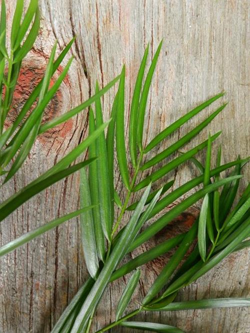 WEEPING PODOCARPUS GREENS